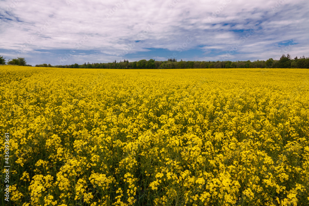 a bright yellow field full of rapeseed flowers under a blue  cloudy sky