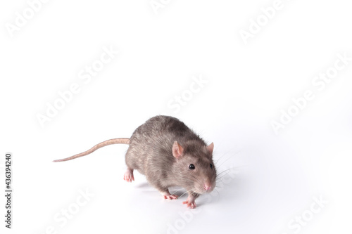 A brown wild breed rat on a white background in the studio runs forward © Шамиль Алиев
