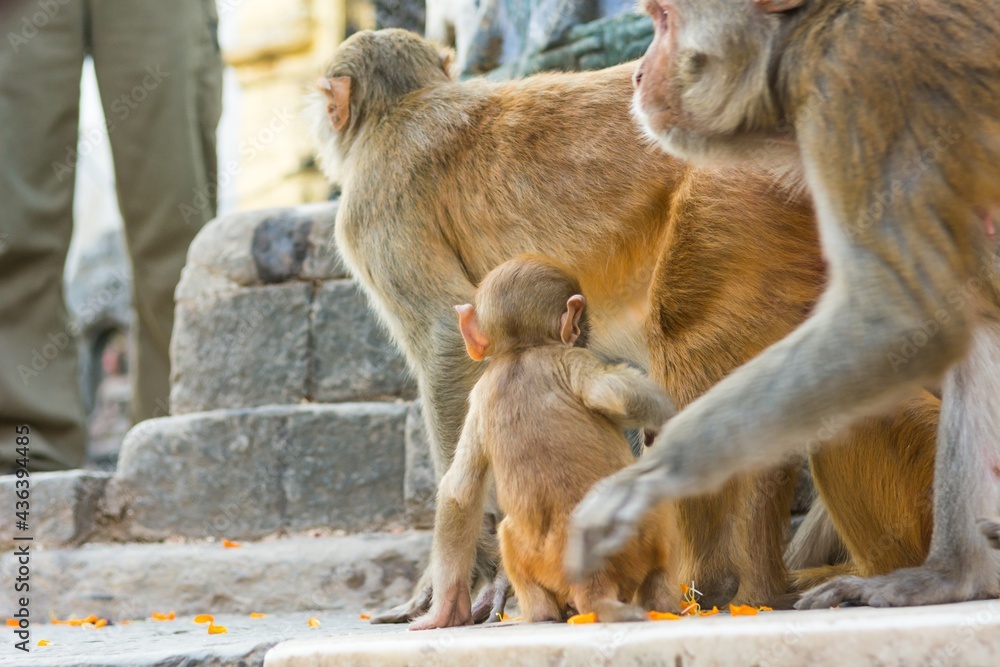 Wild macaque monkeys playing outdoor at shrine.