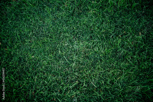 Dark green grass for background. Dark green lawn. background close-up.