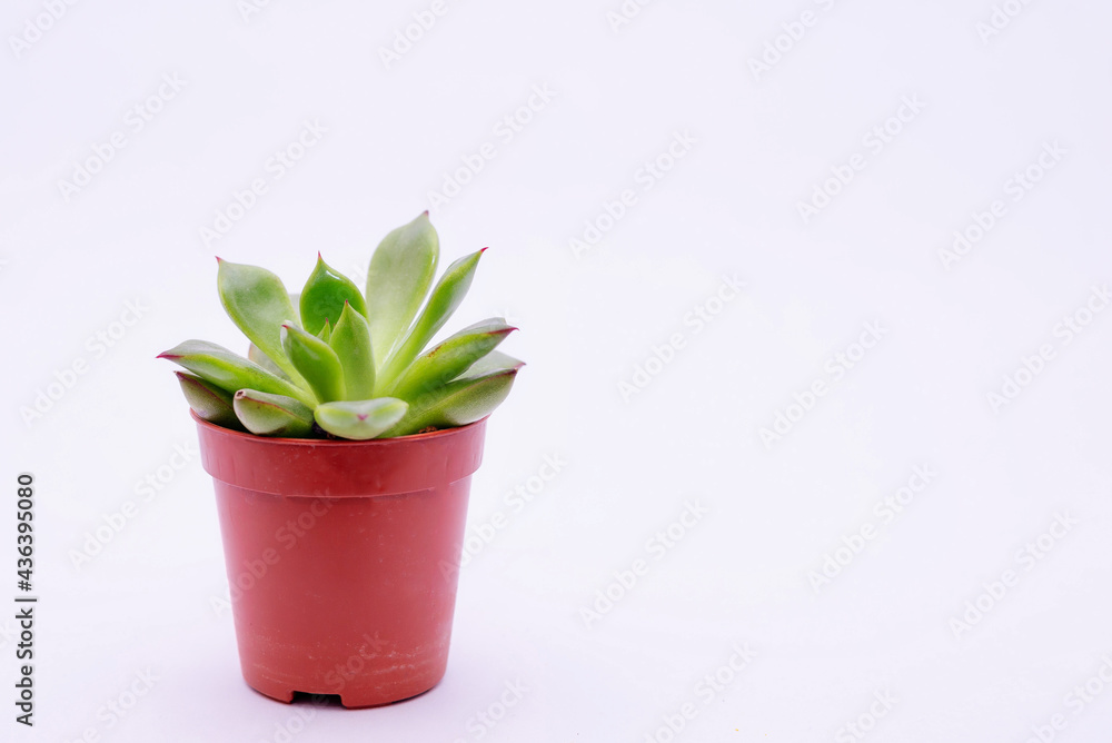Obraz premium Succulent plant on white background