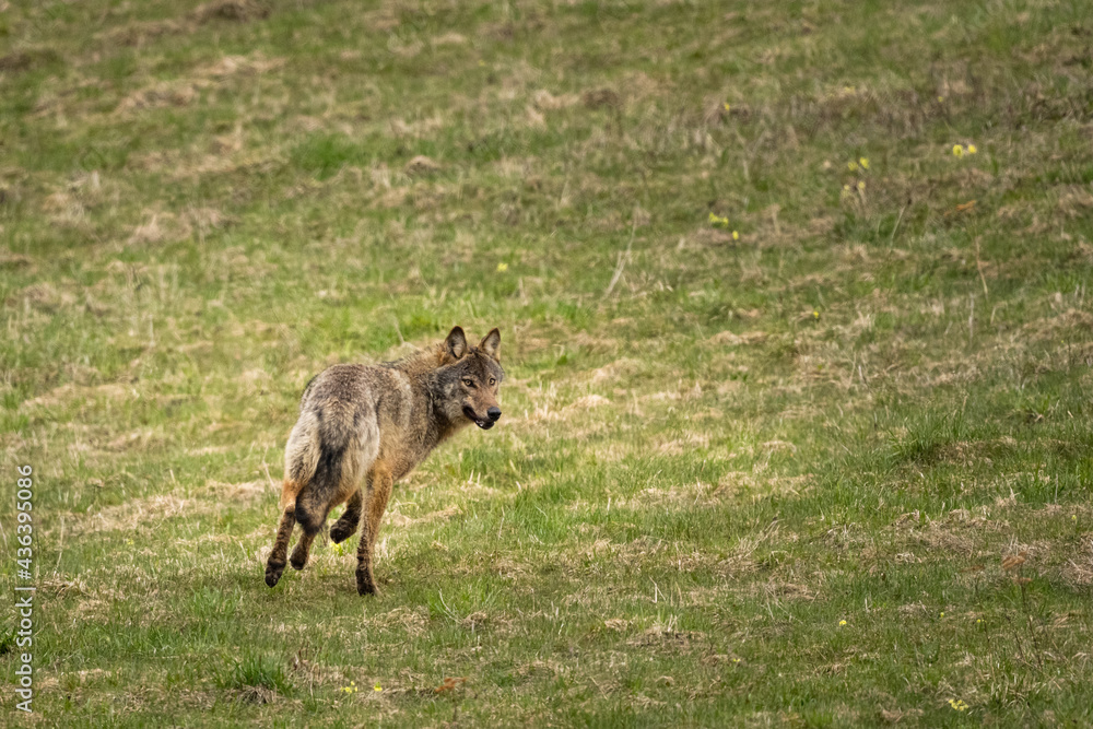 Grey Wolf (Canis lupus). The Bieszczady Mts., Carpathians, Poland. Grey Wolf (Canis lupus). The Bieszczady Mts., Carpathians, Poland.