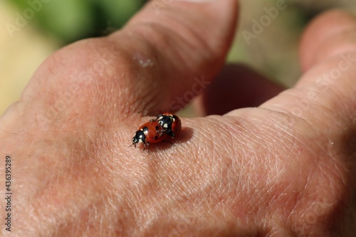 ladybirds having reproduction on human hand