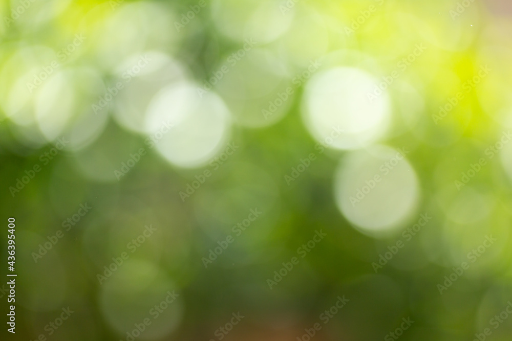 Abstract blurred scene for web advertising. Soft focus foliage during summer with sunbeam wallpaper