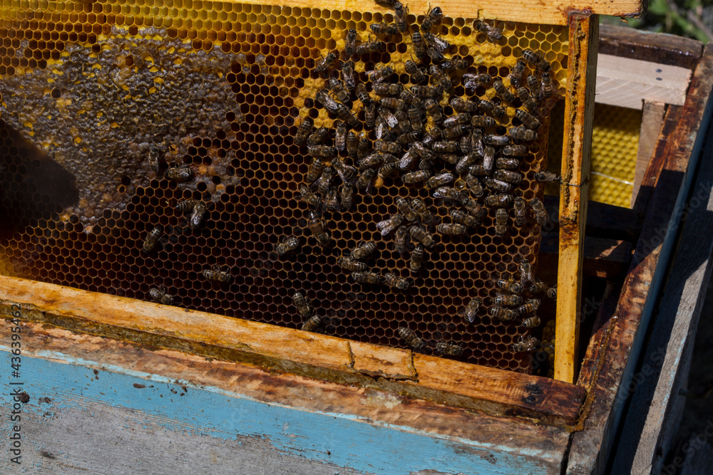 Beekeeper holding a honeycomb full of bees. The bee is examining the honeycomb frame. beekeeping concept Beekeeper holding a honeycomb full of bees. The bee is examining the honeycomb frame. beekeeping concept