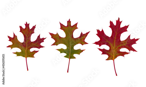 Set of three maple leaves. Fallen red autumn leaves. Isolate on white background.