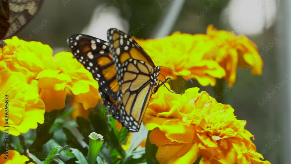 The monarch butterfly (Danaus plexippus) a simply, milkweed butterfly also called common tiger, wanderer, and black veined brown on bright orange flower close up. The monarch butterfly (Danaus plexippus) a simply, milkweed butterfly also called common tiger, wanderer, and black veined brown on bright orange flower close up.