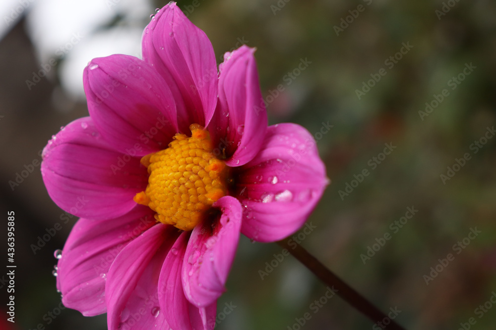 Fototapeta premium pink flower