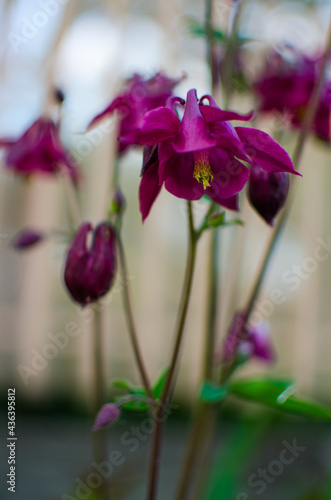 Beautiful aquilegia flowers bloom outdoors in spring for bouquets