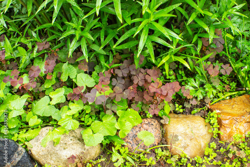 A beautiful view of Viburnum Davidii bush surrounded by stones and rocks along walking path part of a formal garden landscape design