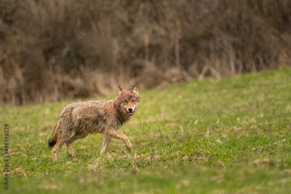Naklejka premium Grey Wolf (Canis lupus). The Bieszczady Mts., Carpathians, Poland.