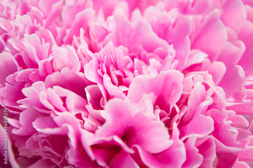 Abstract floral pattern of pink peony flower as background. Greeting card for 8th March or Mother day. Close up.