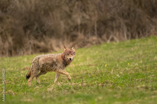 Fototapeta Naklejka Na Ścianę i Meble -  Grey Wolf (Canis lupus). The Bieszczady Mts., Carpathians, Poland.