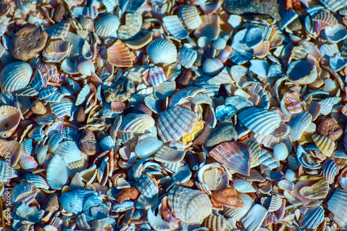 Colorful shells and debris covering the sea shore