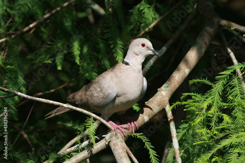 Ringed Turtle-Dove - Streptopelia risoria - in cypress tree in St Augustine, Florida. photo