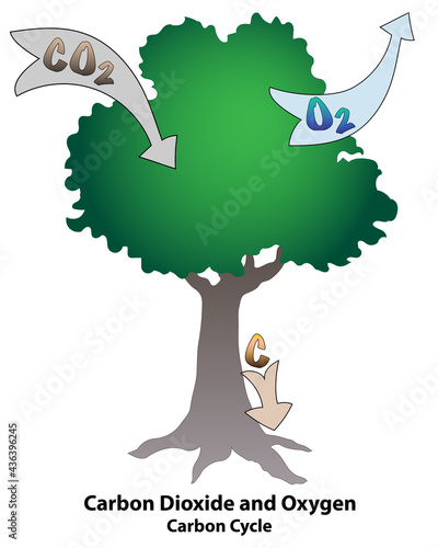 Carbon cycle CO2 biogeochemical process scheme. The role of a tree in absorbing carbon dioxide and releasing oxygen.