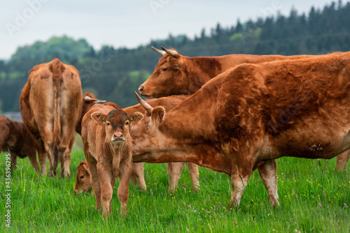 Cow in Herd Caring for Calf. Herd of Cows in the Meadow Grazing © marcin jucha