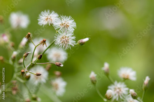 Little ironweed flower. © muangsatun