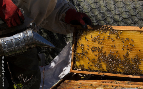 Beekeeper holding a honeycomb full of bees. The bee is examining the honeycomb frame. beekeeping concept