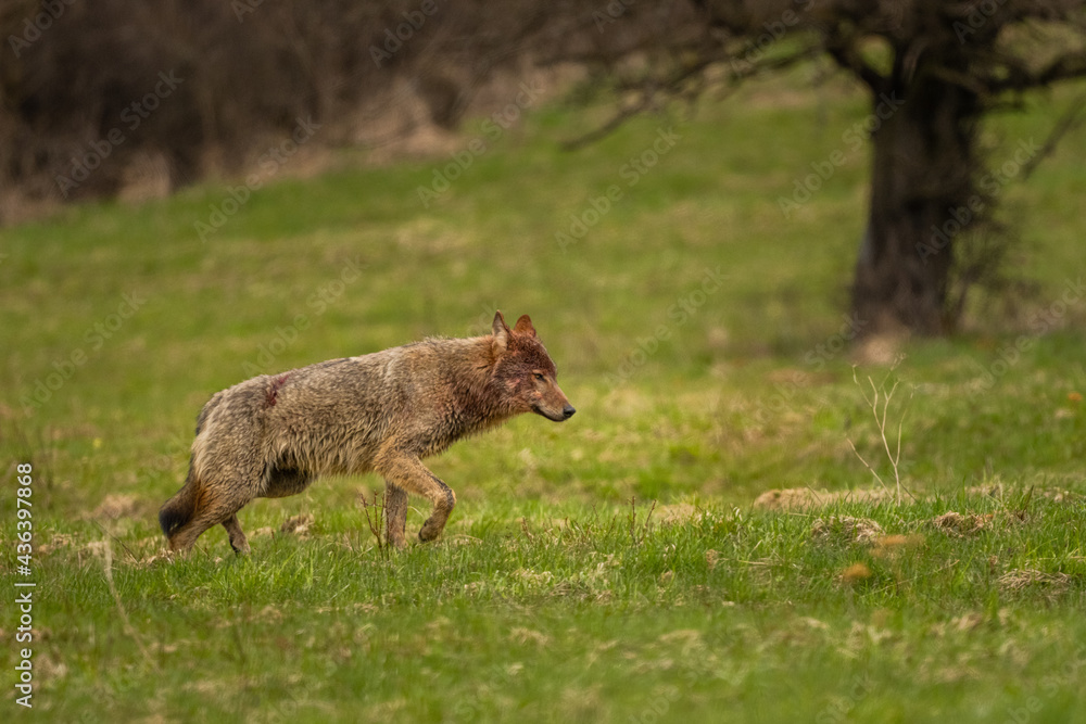 Grey Wolf (Canis lupus). The Bieszczady Mts., Carpathians, Poland. Grey Wolf (Canis lupus). The Bieszczady Mts., Carpathians, Poland.