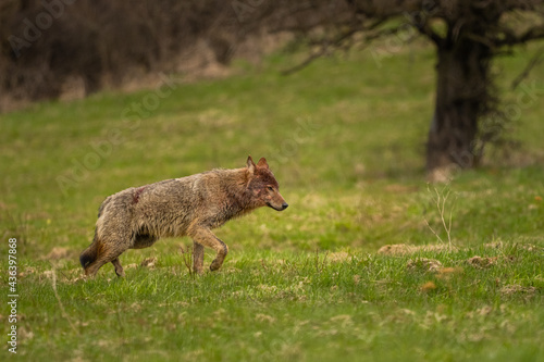Grey Wolf  Canis lupus . The Bieszczady Mts.  Carpathians  Poland.