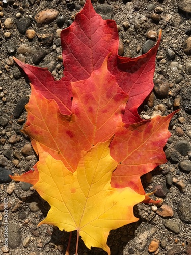 Fall leaves