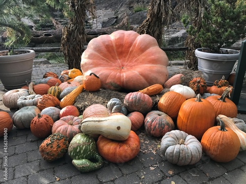 pumpkins and gourds