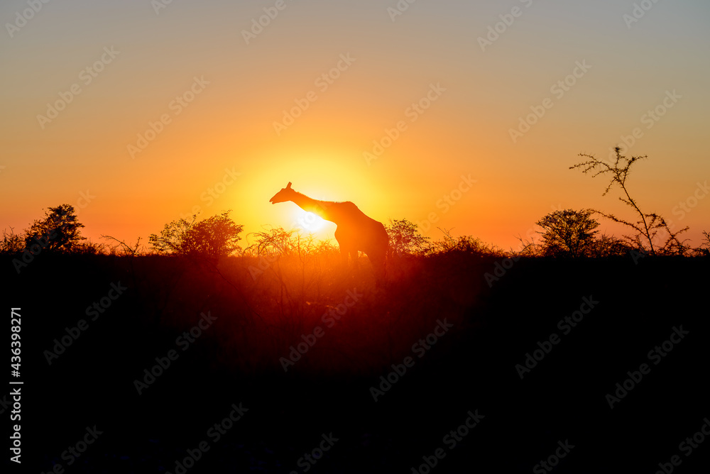 Giraffe in African landscape silhouetted against sunset.