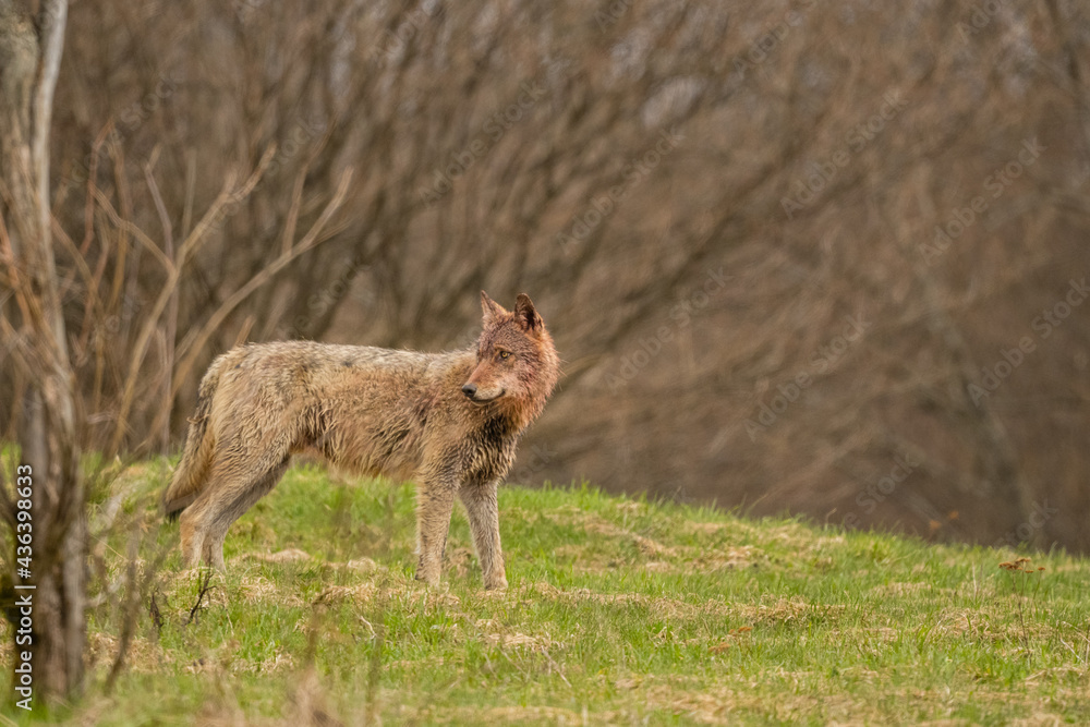 Fototapeta premium Grey Wolf (Canis lupus). The Bieszczady Mts., Carpathians, Poland.
