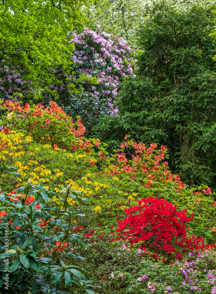 Variety of colourful flowers grow around the lake at the John Lewis Longstock Park Water Garden, Hampshire UK