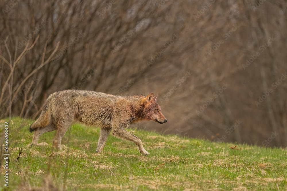 Grey Wolf (Canis lupus). The Bieszczady Mts., Carpathians, Poland. Grey Wolf (Canis lupus). The Bieszczady Mts., Carpathians, Poland.