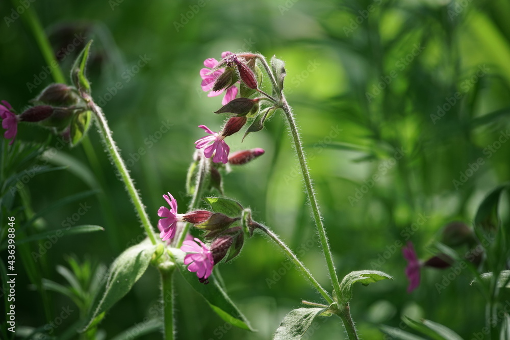 Florale Elemente in einem Park oder Garten zur sommerlichen jahreszeit Florale Elemente in einem Park oder Garten zur sommerlichen jahreszeit