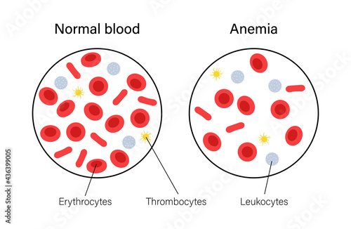 Blood structure concept
