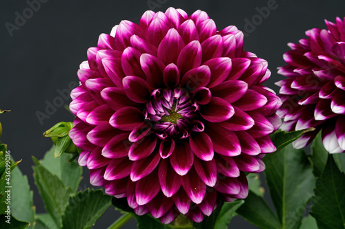 Red pollen laden Dahlia flower in the garden. It is a genus of bushy  tuberous  herbaceous perennial plants native to Mexico and Central America.