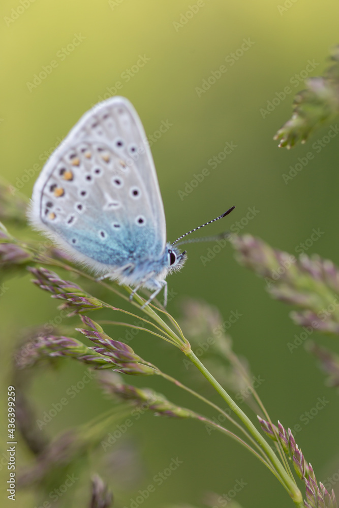 Common blue butterfly macro in grass Common blue butterfly macro in grass