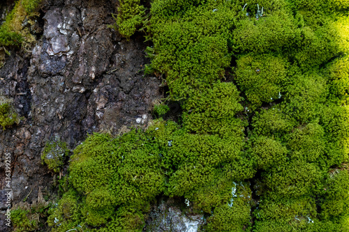 Green moss on a tree trunk on a sunny spring day