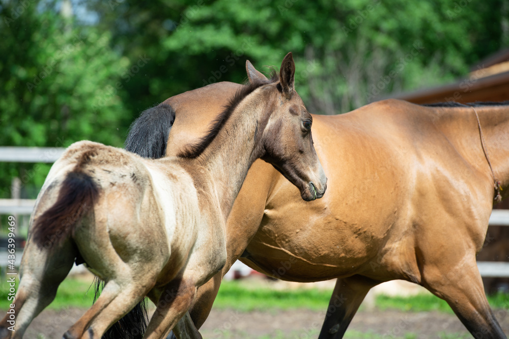Fototapeta premium running purebred akhalteke dam with foal in the paddock