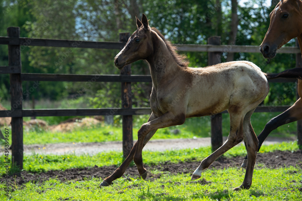 running purebred akhalteke foal with mom in the paddock running purebred akhalteke foal with mom in the paddock