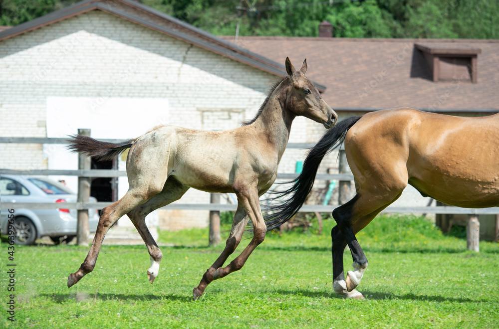 running purebred akhalteke foal with mom  in the paddock