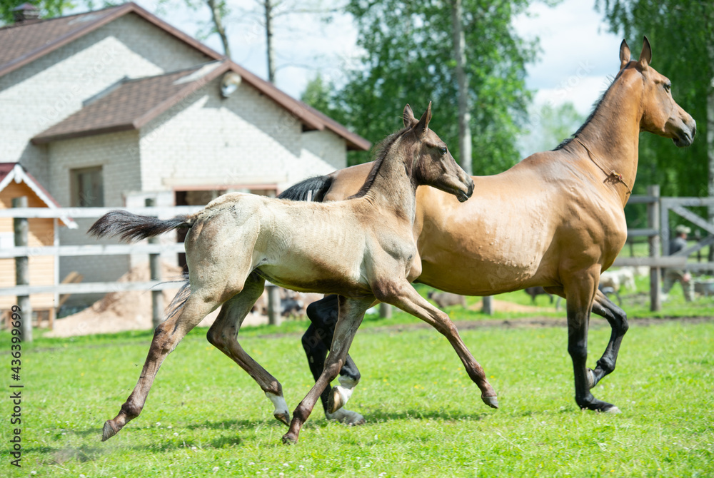 running purebred akhalteke foal with mom in the paddock. stud farm running purebred akhalteke foal with mom in the paddock. stud farm