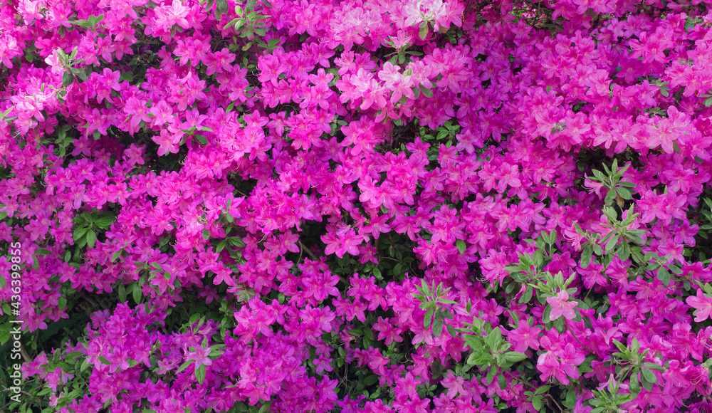 Background with pink flowers