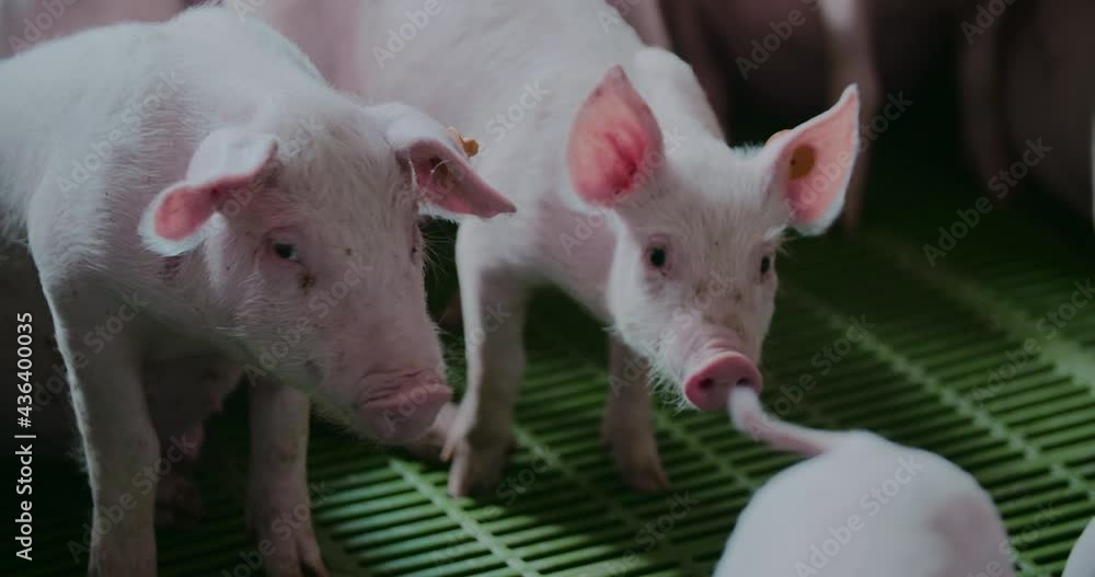 Pigs at Livestock Farm Pork Production Piglet Breeding Pigs at Livestock Farm Pork Production Piglet Breeding