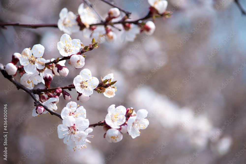 Beautiful branches of white blossoms on the tree. Nature spring background. Beautiful branches of white blossoms on the tree. Nature spring background.