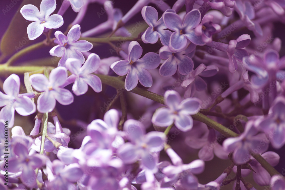 Lilac purple branch flower bloom, spring, summer background. Happy lucky five-petalled flower and six-petalled flower. Lilac purple branch flower bloom, spring, summer background. Happy lucky five-petalled flower and six-petalled flower.