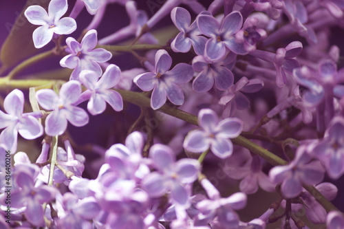 Lilac purple branch flower bloom, spring, summer background. Happy lucky five-petalled flower and six-petalled flower.