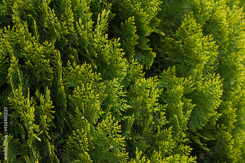 Green thuja hedgerow close up. Natural pattern background, texture for design.