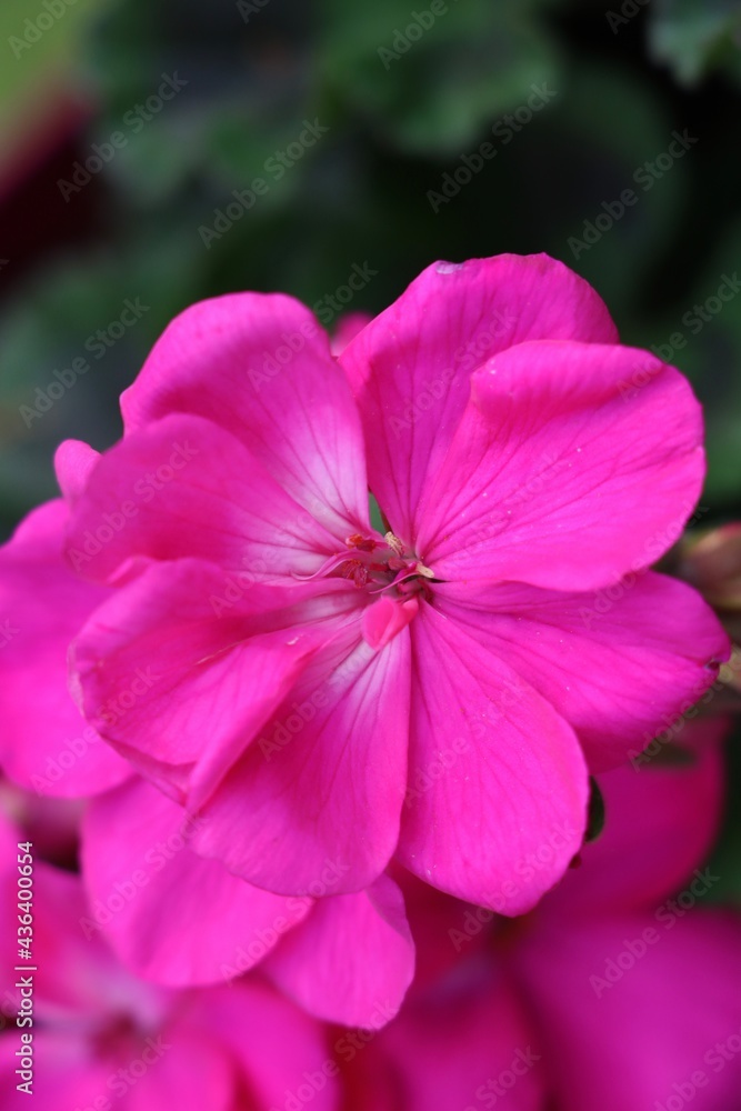 Naklejka premium close up of pink flower geraniums