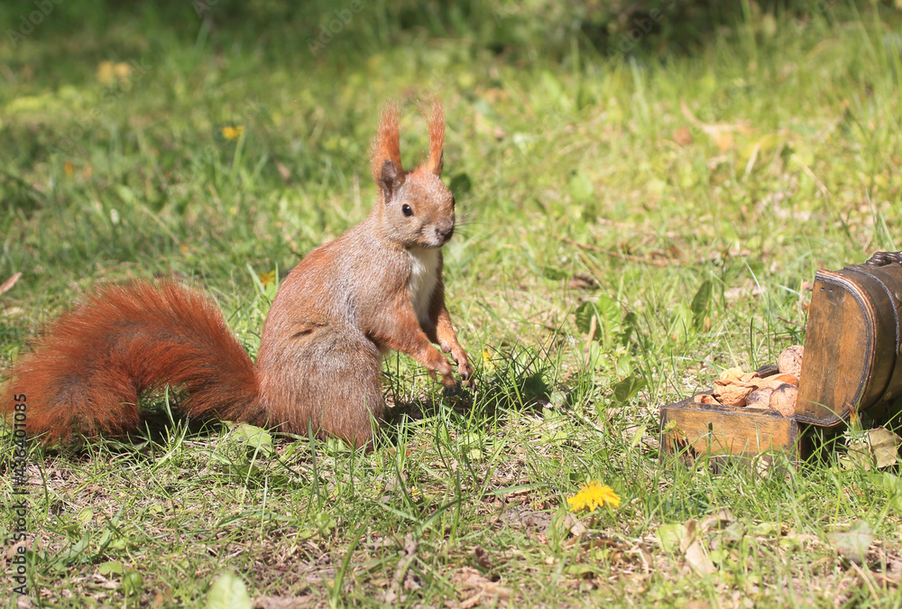 Eichhörnchen zwischen Blumen an einer Holztruhe Eichhörnchen zwischen Blumen an einer Holztruhe