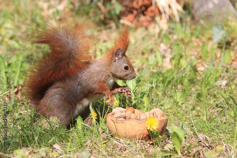 Eichhörnchen zwischen Blumen an einer Holztruhe Eichhörnchen zwischen Blumen an einer Holztruhe