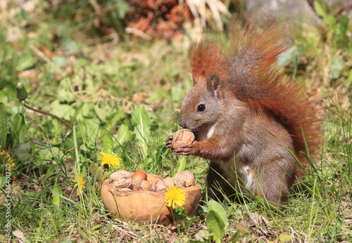 Eichhörnchen zwischen Blumen an einer Holztruhe